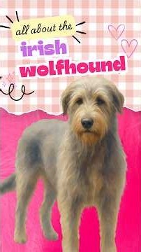 Meet the Irish Wolfhound | Breed 101