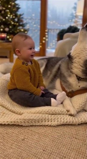 Adorable Baby Tries to Howl Like a Husky – Too Cute to Miss!