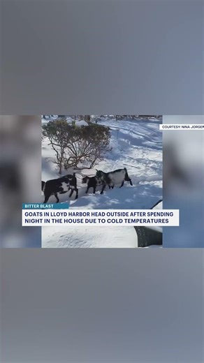 Goats spend night inside Long Island home to escape the cold | News 12