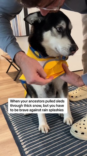 Milo The Husky Rescue on TikTok