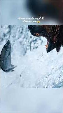 मौत का सफर और भालुओं की खौफनाक दावत! 😱 | Bear Salmon Hunt | Anjaan Raaz #shorts