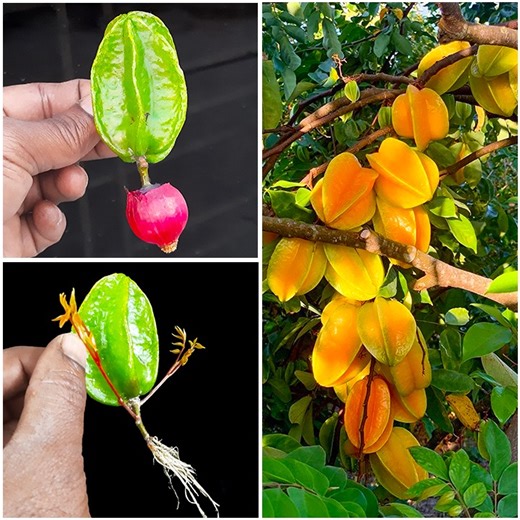 43K views · 133 reactions | How to Grow a Carambola (Starfruit) Tree from Seed | Rana Craft | Facebook