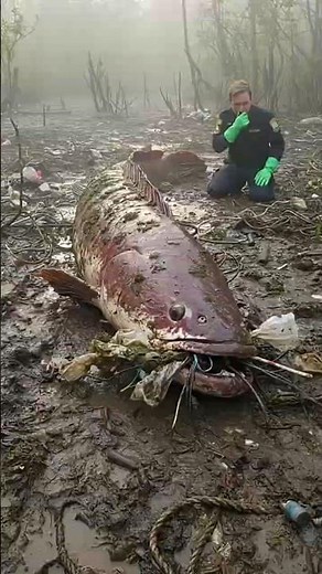 Top 3 Most 😱 Surprisingly Kind Sea Animals 🌊 #short #shorts #youtubeshorts #nuralomOfficial