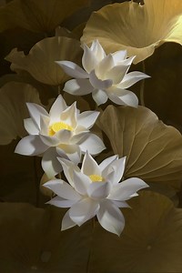 天に在《あ》っては比翼の鳥、 地に生まれれば連理の枝🪷長恨歌（ちょうごんか）より 【第1帖 桐壺】 - 🪻源氏物語&古典blog 和歌&漢文🪻