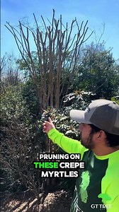 Healthy Crepe Myrtles Start With Proper Pruning 🌸✂️ #treepruning