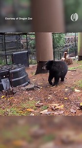 Two orphaned black bear cubs from Alaska have joined the sleuth at teh Oregon Zoo. Read more at hereisoregon.com/experiences/2023/12/black-bear-cubs-join-the-sleuth-at-the-oregon-zoo.html | Here Is Oregon