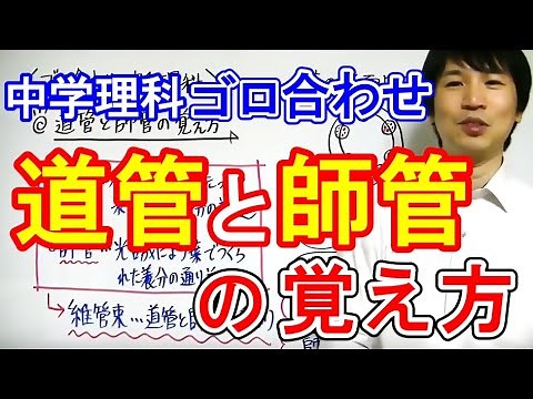 中学理科【ゴロ合わせ】「道管・師管の覚え方」