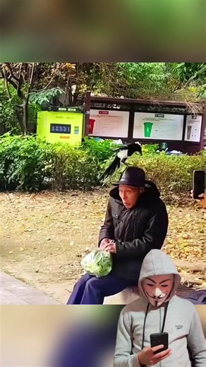 Magpies: Funny Animal Moments