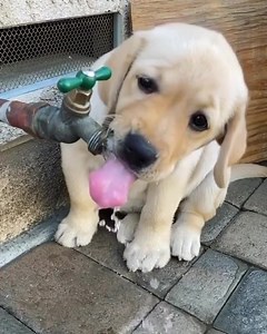 8.2K views · 548 reactions | wonderful朗朗 | Dog lover | Facebook