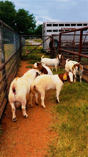 15K views · 266 reactions | Breeding season is in FULL SWING here at Miller Show Goats!! This year we look forward to providing our customers with a solid set of December 2025 kids, as well as a March 2026 crop, with the second hitch of breeding taking off this October. We are currently running 15 mature donor quality, proven females, 18 stellar keeper yearlings, and several keeper FOF daughters! Our cup is FULL!  | Miller Show Goats | Facebook