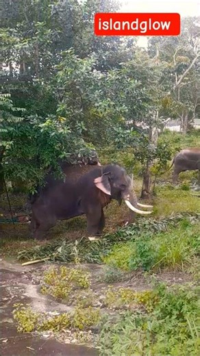 Most beautiful animal in the world 🐘 Elephant #elephant #wildanimals #travel #animals