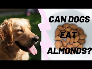 Can Dogs Eat Almonds? 7 Dangers of Almonds for Dogs🐶