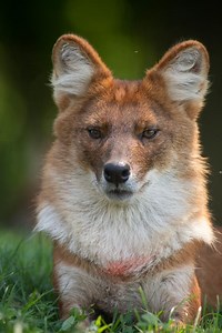 Dole whip with Dholes!🍦I got to have a sweet treat while watching cool canines. Let’s be honest, have you ever heard of the Dhole before? #dhole #dolewhip #junglejordan #conservation | Jungle Jordan