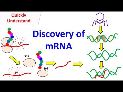 mRNA | Discovery of mRNA