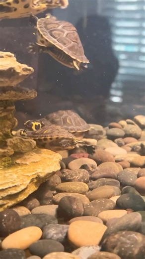 Turtles Fight for Food #turtlewatching #turtlefights #fy #turtleclub #feedingtime #turtleshorts