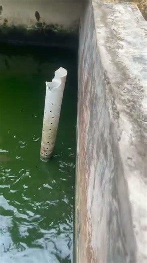 Catfish processing #shortsviral