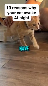 reason why your cat awake at night #cat #catcute #cats #cattiktok #kittens #catvideos #catfunny #funnykitten #catviral #kittenmeow #meowmeow | All about cats