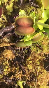 1.5K views · 12 reactions | Subscribe 缾❤️‍ #plants #plant #dionaea #dionaeamuscipula #dionaeas #dionaea_muscipula #pitcherplant #carnivorousplant #nepenthes #salviahotlips #s #salvia #tropicalplants #bluebandedbee #bees #flowersforbees (37) | Carnivorous Plants | Facebook