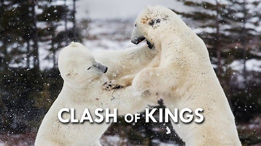 Why the Polar Bear Reigns at the Top of the Food Chain