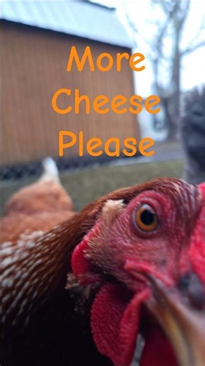 They'll Eat Right Out of Your Hand #farmlife #shorts