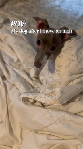 #cutedog #italiangreyhound
