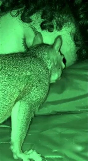 An unexpected friend: the new sleeping companion on the camping trip