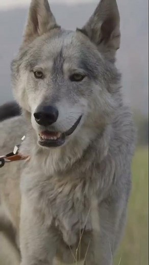 Bippity boppity boo 🐺#shorts #animals #animallife #dog