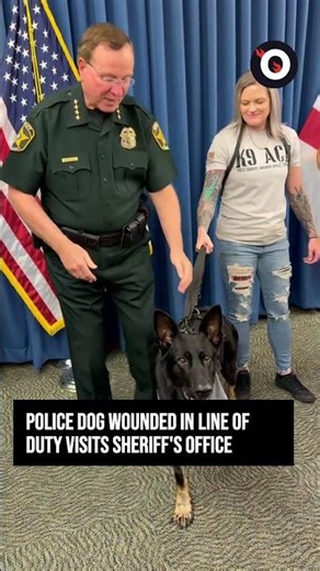 Hero dog visits sheriff's office after losing leg
