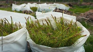Using Seedling Bags on farms supports reforestation and ensures environmental sustainability
