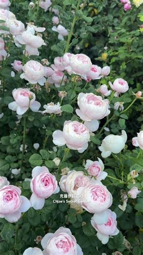 One of DA’s most beautiful roses — Queen of Sweden 瑞典女王