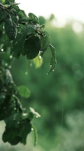 Rain on Leaves Ambience 🌧️ | Relaxing Nature Sounds for Sleep & Calm雨落树叶｜自然氛围 放松助眠