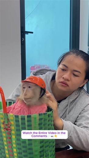 3.7K views · 97 reactions | Monkey Lyly was humiliated and pooped in her mother's shopping cart, and the ending was quite humorous...#monkeyLala #Monkeykaka #Cubismonkey #expore #trending #monkeyBibi #monkeyCUTIS | Monkey LyLy Famliy | Facebook