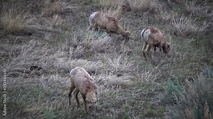 Bighorn Sheep (Ovis canadensis) on mountain slopes, Montana, USA