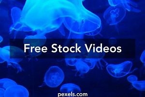 Ocean Life Videos, Download The BEST Free 4k Stock Video Footage & Ocean Life HD Video Clips
