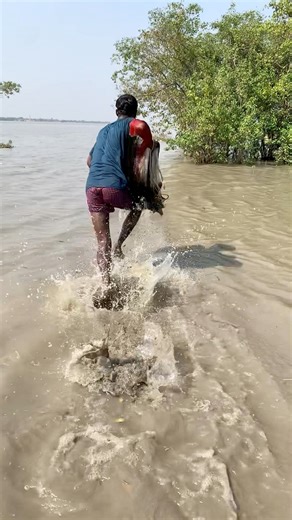 Did you run and cast your net and catch any fish? #reels #realfish #Amazing #fishingdaily #viral #bigfish #foryou #fish | Free Motion 01