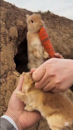 Cutest Baby Bunnies Ever! 🐰❤️ Too Adorable to Handle! #bunny #rabbit #cute #funny #pets #petlover