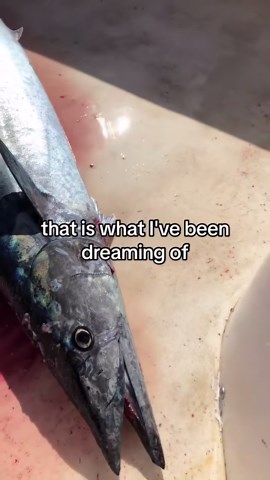 Chasing Wahoo in Open Waters