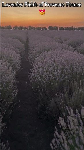 An Endless Sea of Purple 🇫🇷💜 #lavenderfields