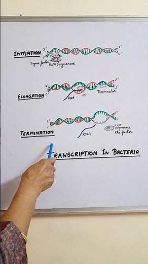 Sigma and Rho factors in prokaryotic transcription || neet Biology