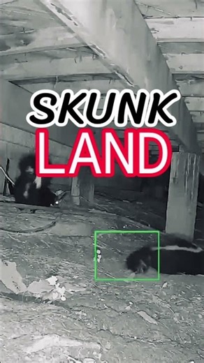 The Down Below: Skunk Land 🦨 #skunk #wyze #thedownbelow #underdeck