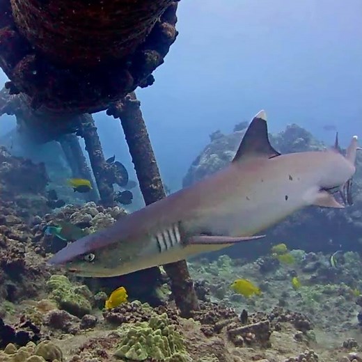 Whitetip Reef Shark of the Day 4k | MEGA Lab Cam | Hawaii live #like #share #youtubeshorts