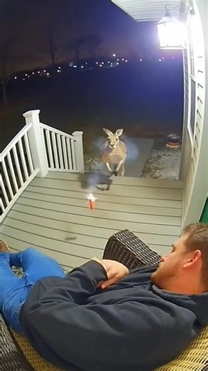 Kangaroo’s Firecracker Wake-Up Prank!😅#aishorts #prank