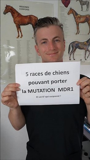 5 races de chiens pouvant porter la mutation MDR1 🧬🐶
