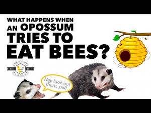 What happens when an Opossum tries to eat bees? [Mr. Opossum learns a lesson]