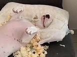Dog nonchalantly relaxes after tearing apart a couch's pillow