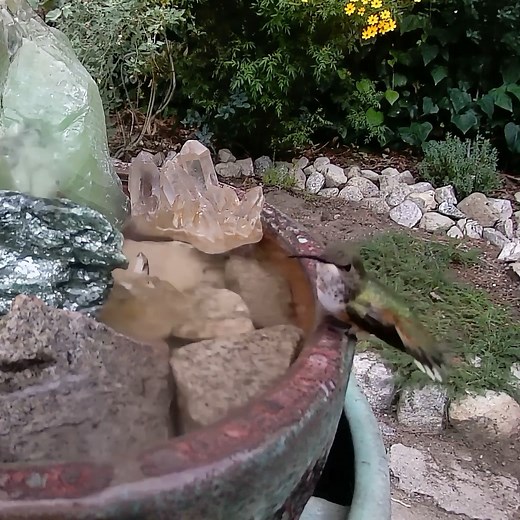 Allen's hummingbird 🌿🌎💚 #californianativegardens #birdhabitatgardens #wildlandurbaninterface #allenshummingbird | The Mindful Gardener Landscape Design