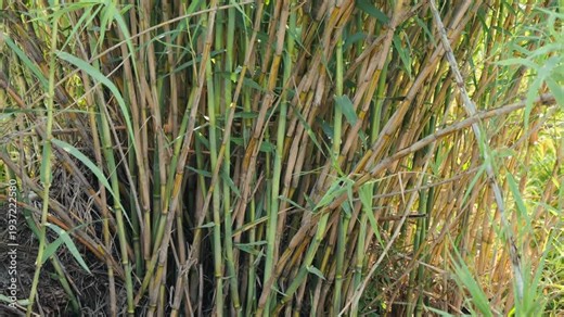 Giant cane growing in a swamp. Long leaves of canes in the swamp. Arundo donax