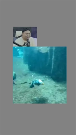 Puffin Bird Swimming in Underwater Aquarium Scene
