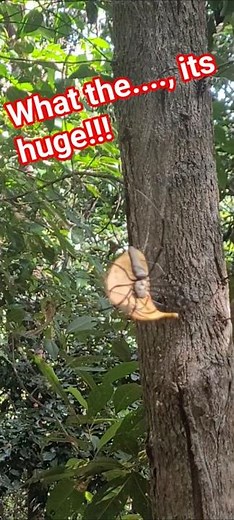 The biggest spider I've ever seen , walking through the bush is Australia!!!!
