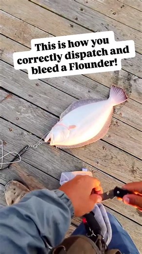 How to Correctly Dispatch and Bleed A Flounder by @fishingalmosteveryday ! Many people think that a fish needs to be alive to bleed out a fish. However, in fish the brain and the heart and not connected so if you kill the fish the heart will still continue to pump for 10 minutes. This means you can quickly dispatch the fish so no stress hormones are released into the meat and still get a perfectly bleed fish for white meat. Be sure to check out @fishingalmosteveryday channel as they have a bunch